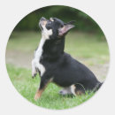 Buscar chihuahua negra postales Negro y crema