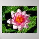 Buscar waterlily posters Estanque