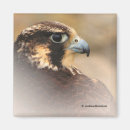 Buscar birdwatching imanes El birding