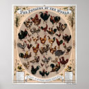Buscar corral posters Gallinas