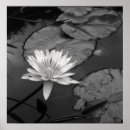Buscar tropical waterlily Agua