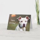 Buscar mi pitbull tarjetas Para él