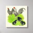 Buscar gallina lienzos Ave