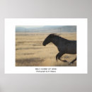 Buscar caballo salvaje fotografía Utah