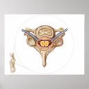 Buscar vértebras posters Ilustraciones biomédicos