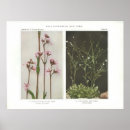 Buscar flor de cuco Naturaleza