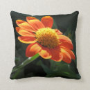 Buscar tithonia Fotografía