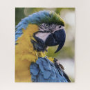 Buscar loro puzzles Fotografía