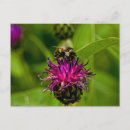 Buscar abejas de la miel postales General y unisex