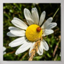 Buscar ladybug arte Margarita