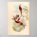 Buscar colibrí posters Imprimir