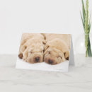 Buscar pei shar tarjetas Perros