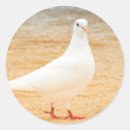 Buscar palomas blancas pegatinas General y unisex