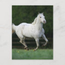 Buscar equestrian postales Correr