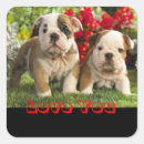 Buscar perro bulldog pegatinas Perros