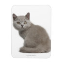 Buscar shorthair imanes Gatito
