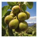 Buscar vitamina posters Fresco