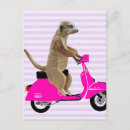 Buscar ciclomotor Meerkat