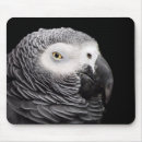 Buscar loros electronica Aves