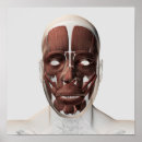 Buscar músculos faciales posters Ligamento