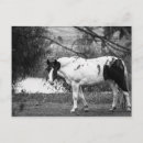 Buscar horse postales General y unisex