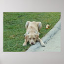 Buscar perro perdiguero posters Fotografía