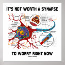 Buscar sinapsis posters Anatomía
