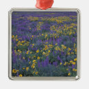 Buscar prado adornos Amarillo