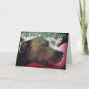 Buscar bull terrier tarjetas Staffy