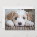 Buscar animales tarjetas Perro