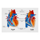 Buscar anatomía del corazón posters Médicos