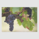 Buscar vides de uva Viñedo