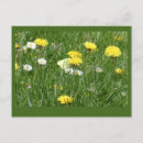 Buscar leones blancos postales General y unisex