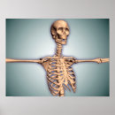 Buscar medical arte Bone