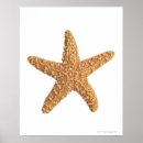 Buscar estrellas de mar posters Criaturas del sealife