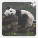 Buscar pandas gigantes pegatinas Animal