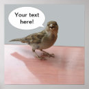 Buscar gorriones posters Animal