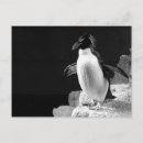Buscar pingüino blanco y negro postales Para todos
