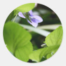 Buscar violeta salvaje pegatinas Morado