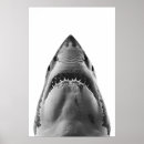 Buscar tiburones posters Tiburón