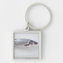 Buscar mariscos llaveros Animales