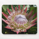 Buscar protea fotografía Flor