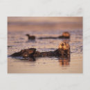 Buscar nutria postales Bradley irlanda