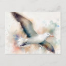 Buscar albatros postales Pájaro