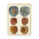 Buscar erizo imanes Dólar de arena