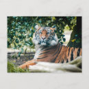 Buscar sumatra postales Animal