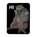 Buscar gras imanes Gatito
