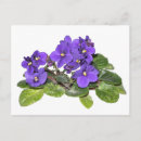 Buscar violeta africana postales Azul