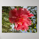 Buscar flores de hawaii posters Isla