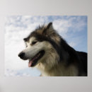Buscar alaskan malamute arte Canino
